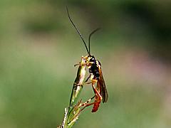 Ichneumon Wasp